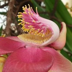 Satyavathi Cheliboni