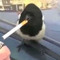 Cuss Crowe