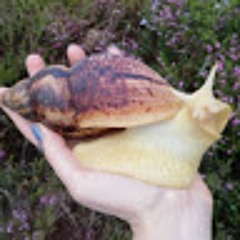 Clementine Josephina