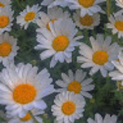 수우