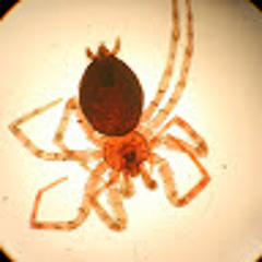 Scharf Lacy