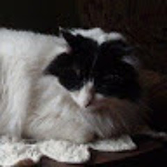 Wuzzi