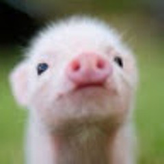 Pig Lad
