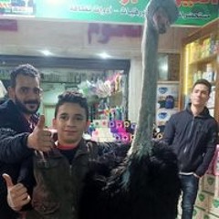 يوسف مدحت