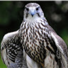 zassi