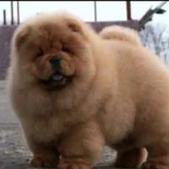 Наталья Свиридова