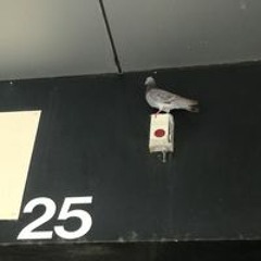 Mathilde Valeau Rocard