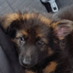 Holden Niven-Brewer
