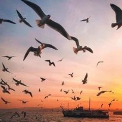 شوشو حجازى
