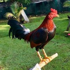 Trần Phúc