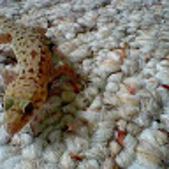 CrazyGecko 1000
