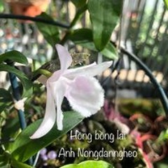 Anh Nongdanngheo
