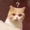 Meow chan