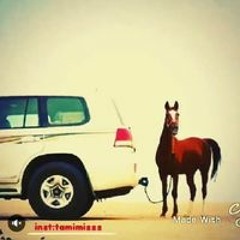 صلاح شحات القطعاني