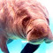 Chunko T. Manatee