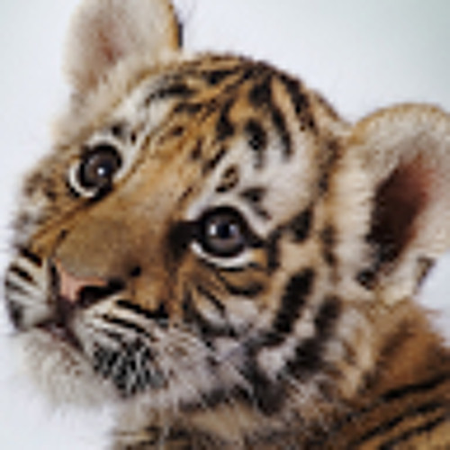 tigerss123123123’s avatar