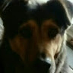 the POES
