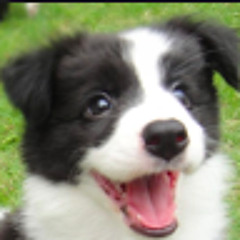 Collie Sanders
