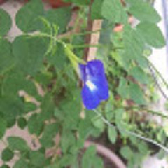 sumaiya