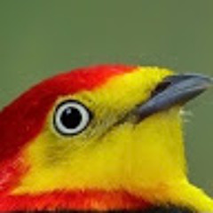 Shocked Birdo