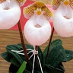 Галина Михайлова