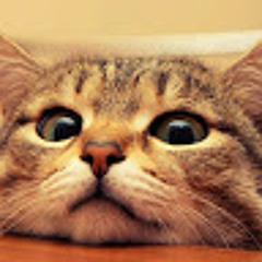 Василиса Vasilisa