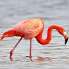 AUSTRALIAN SHEPHERD LABRADOR