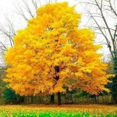 Вълева Саня Стамена