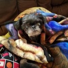 Waltz (Ballroom Standard Dance)