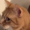 cooter the talking kitty
