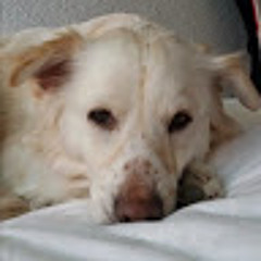 Polombo