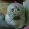 Amal Al Fuhaid
