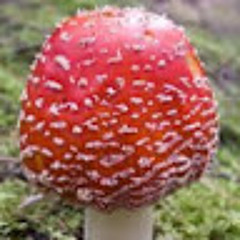 amanitaspooder