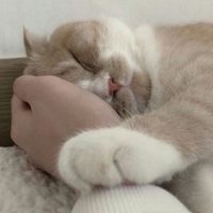 นันทิชา า.