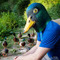 kevin duck