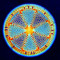 Diatom Dmitry