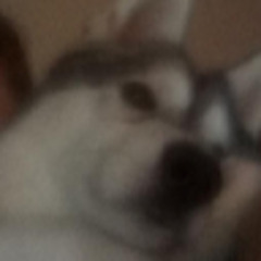 blastoisemega3h