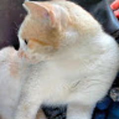 se