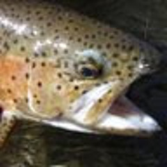 Nelson’s Guides & Flies