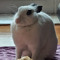 채띠똥