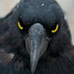 Raven