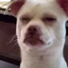 Not Doggo