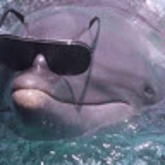 Cooler Dolphin