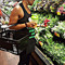 Eat Plants & Dance