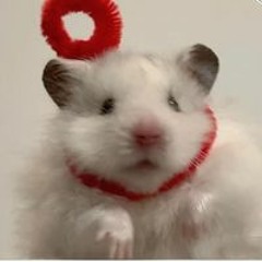 메롱띠