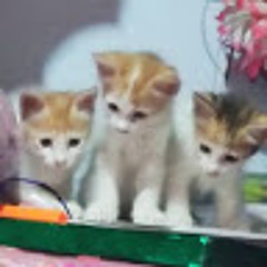 sonu