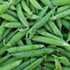 kuntak