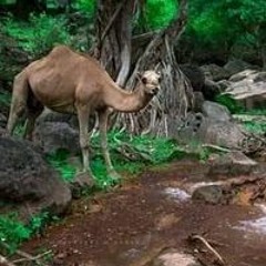 مخالب الفهد