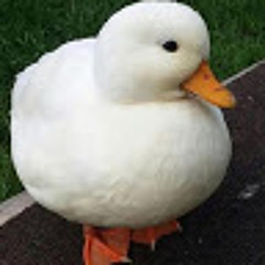 TheRealDuck