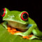 tree frogger